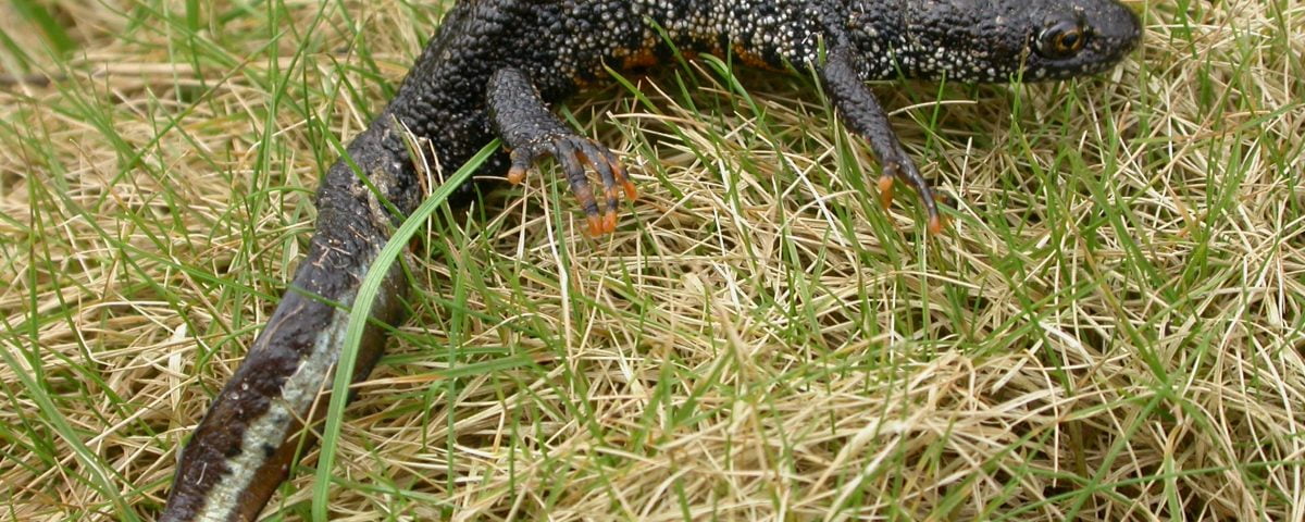 Great Crested Newt by Phillip Precey