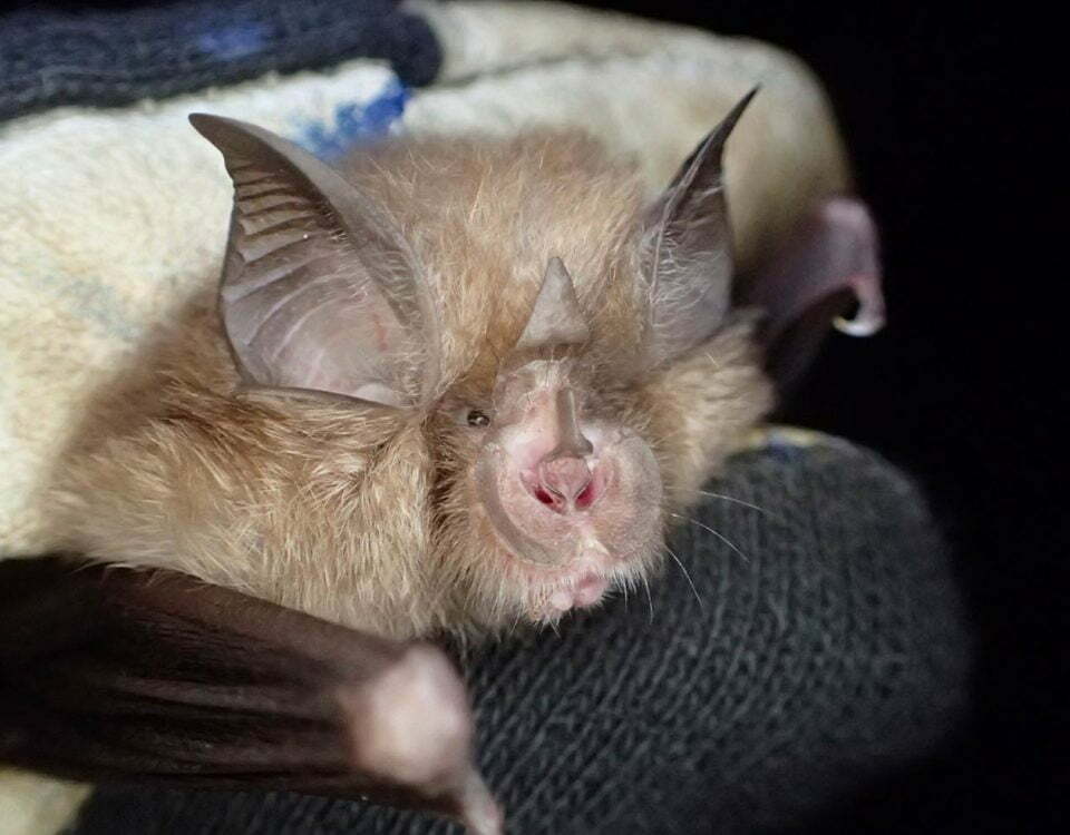 Lesser Horseshoe Bat – Photo Credit: Thomas Foxley