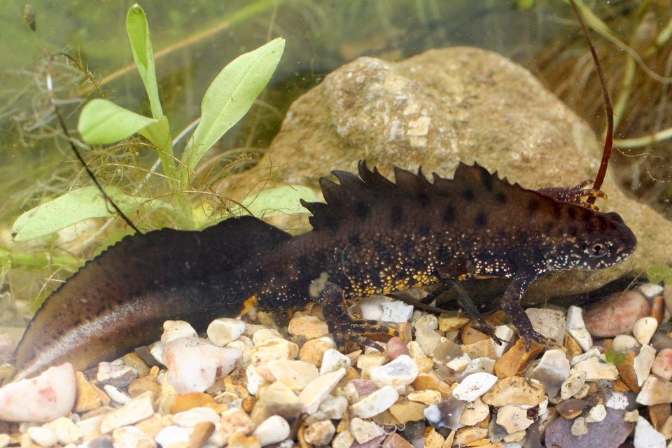 Great Crested Newt Surveys, Licence & Mitigation in Cruics Farm, Cirencester