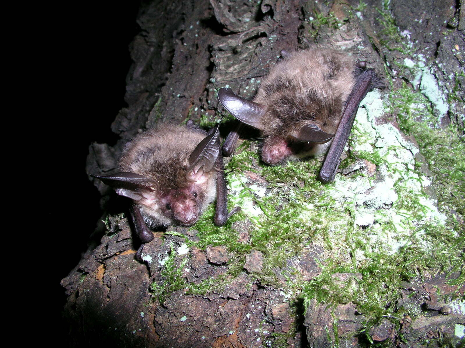 Bechstein Bats